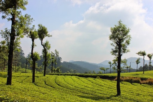 Landscape view of Munnar, Kerala
