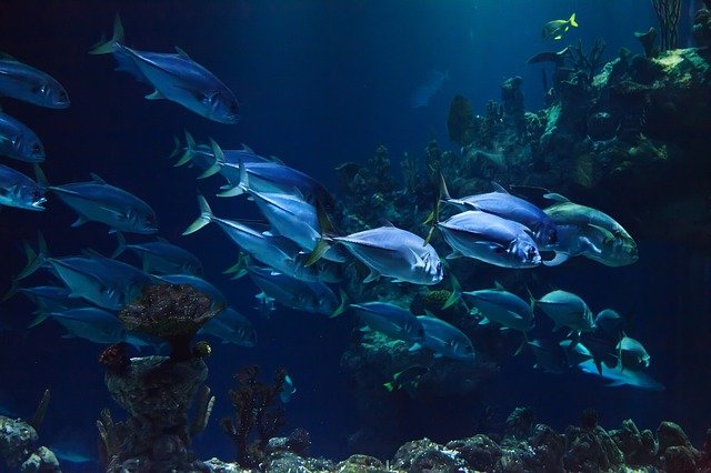 water aquarium in a museum 