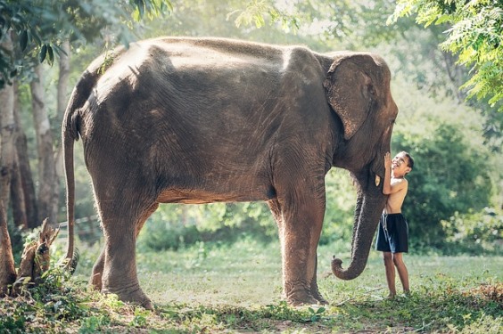kid playing with an elephant - things to do in Scottsdale with Kids