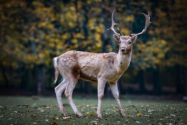 Deer in Japan national park: things to do in Japan