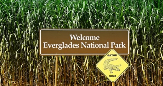 Everglades national park, popular among Florida family vacation destinations