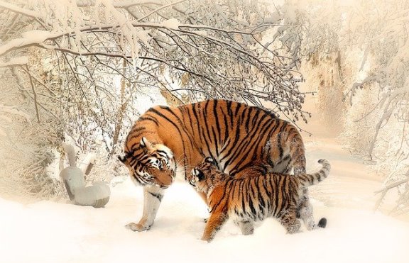 A tigress and her cub viewed by those who visited Maldivian Wildlife in Maldives